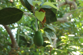 avokado-icin-uyari-nvdv.jpg
