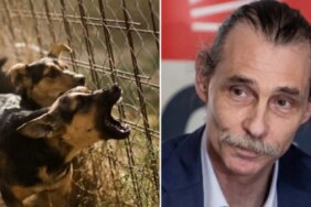 CHP'li Erdal Beşikçioğlu, Çocuğu Isıran Köpeği Alındığı Yere Tekrar Bırakacak!