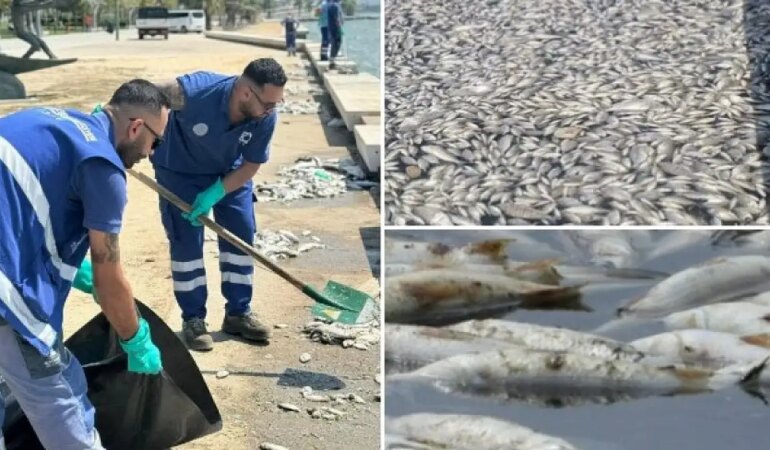 İzmir’de Neler Oluyor? Balık Ölümlerinin Sebebi Nedir? Her gün Binlerce Ölü Balık Kıyıya Vuruyor