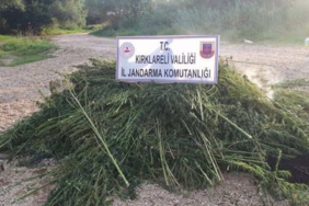 kirklarelinde-1-milyon-250-bin-kok-hint-keneviri-ele-gecirildi-78gt.jpg