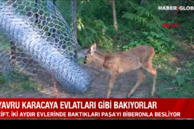 yavru-karacaya-evlatlari-gibi-bakiyorlar-rb5p.jpg