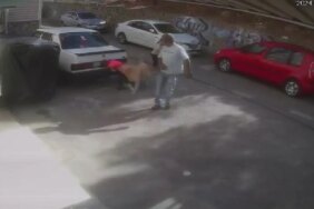 6 Yaşındaki Çocuk Sevdiği Köpeğin Saldırısına Uğradı, 4 Dikiş Atıldı