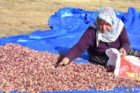 Anadolu'nun Bağrından Fıstığın Başkenti Gaziantep'e Fıstık Gönderiyor!