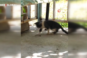 fareyle-oynar-gibi-yilanla-oynayan-kedi-zaaj.jpg