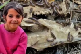 Narin Güran Nasıl Öldürüldü? Sorusunun Cevabını Bulmak İçin Dedektif Böcekler Devreye Girdi!