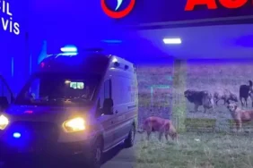 Niğde'de sahipsiz köpek dehşeti! Kadın ağır yaralandı