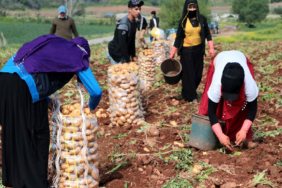 patates-hasadi-basladi-iscilerin-yevmiyesi-belli-oldu-ic4w.jpg