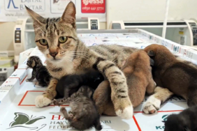 4-kedi-1-kopek-annesi-kedi-besledi-buyuttu-sge8.jpg