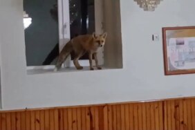 Camiye Tilki Girdi! Cemaati Selamlayıp Gitti