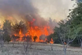 Çanakkale'de orman yangını!