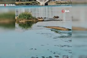 cizrede-su-yuzeyine-cikmaya-calisan-su-samuru-marti-saldirisina-ugradi-9c6c.jpg