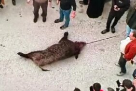 Aç Kalan Yaban Domuzu Köyü Birbirine Kattı: 1 Yaralı