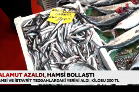 palamut-azaldi-hamsi-bollasti-h2cs.jpg