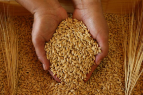 tmo-acikladi-besici-ve-yetistiricilere-arpa-ve-yulaf-satisi-yapilacak-gu4d.jpg