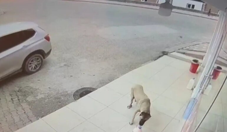 Her Gün Kaybolan Süt Bidonunun Akıbeti Öğrenildi