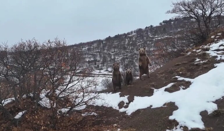 Kış Uykusuna Yatmayan Ayı Ailesi Böyle Poz Verdi