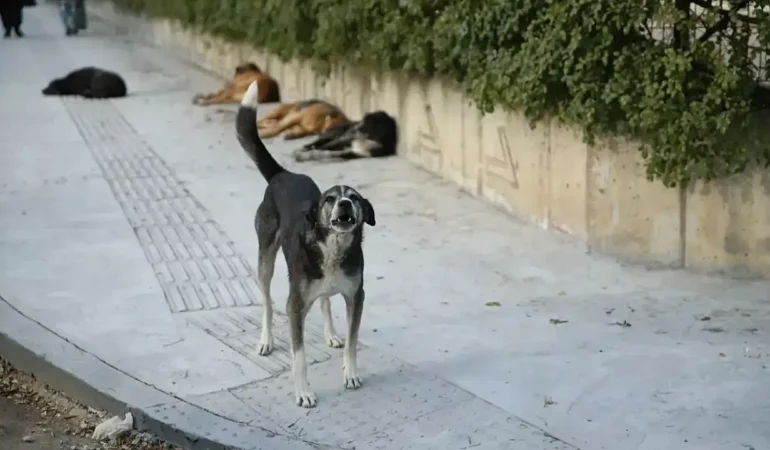 Köpeklerden kaçayım derken canından oldu!