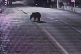 Firari Ayı 30 Saattir  Aranıyor