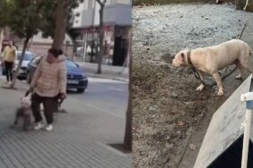 Pitbul Kediyi Parçaladı Sahibi  Gözaltına Alındı