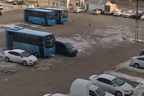 basibos-kopeklerden-kacan-ogrenci-dehseti-yasadi-gcna.jpg