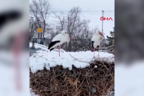 yer-erzincan-koyun-mudavimi-leylekler-abdm.jpg