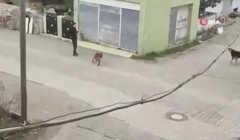 Tasmasından tuttuğu köpeğini, sokak köpeklerinin üzerine saldı
