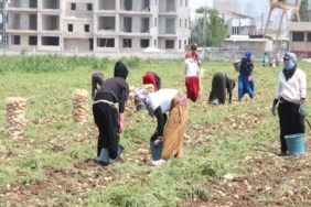 adanada-patates-hasadinda-calisacak-iscilerin-gunluk-yevmiyeleri-belli-oldu-4nzy.jpg