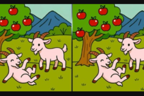 agac-altinda-eglenen-keciler-arasindaki-3-farki-sadece-gercek-dahiler-12-saniyede-buluyor-9edu.png