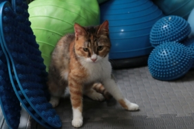 depremzede-kedi-defne-2-yildir-yuva-ariyor-fq94.jpg