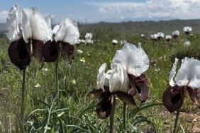 havalarin-isindigi-igdirda-yaylalar-ciceklerle-renklendi-lwea.jpg