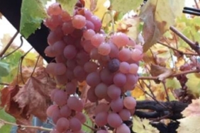 kas-margaz-uzumu-cografi-isaret-tescili-aldi-y3wb.jpg
