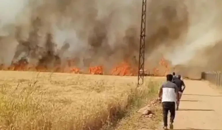 Harran Ovası'nda 40 dönüm ekili arazi yandı