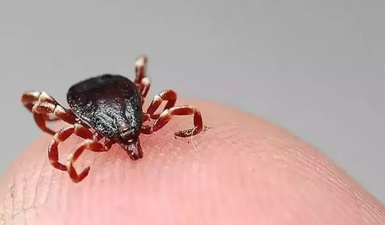 Kenenin ısırdığı 5 çocuk annesi öldü