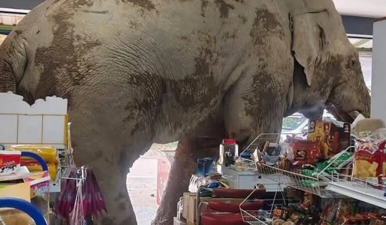 Markete fil girdi! Atıştırmalıkları yiyen fil sapanla kovalandı