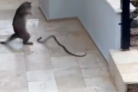 Sokak kedisi yılana kafa tuttu! O anlar kaydedildi