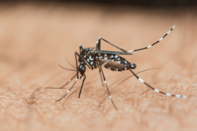 avrupada-vaka-sayisi-artiyor-sivrisineklerden-bulasan-chikungunya-virusunden-korkmali-miyiz-bri5.jpg