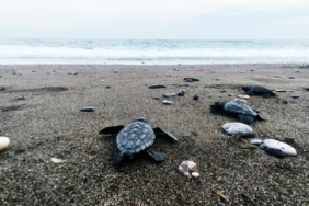 caretta1jpeg-3bs9Z0niGE2zMrEkEU9-pQ.jpeg