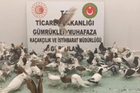 85 adet 'CANCAN' cinsi güvercin ele geçirildi