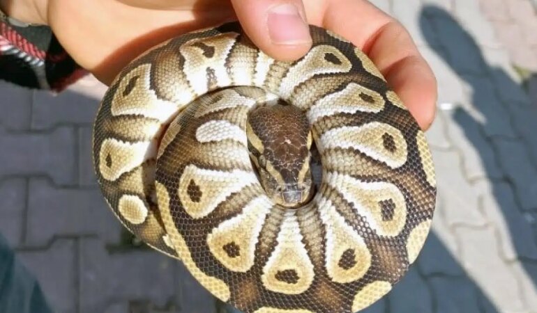 Asayiş kontrolünde cebinden yavru piton yılanı çıktı!