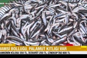 hamsi-bollugu-palamut-kitligi-var-uawq.jpg