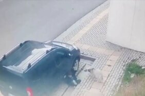 Okul Yolunda Korkunç Saldırı! Sahipsiz Köpek Çocuğa Saldırdı