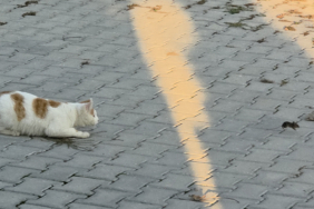 amasyada-kedi-ile-fare-oyunu-o-anlar-kamerada-kzyi.jpg