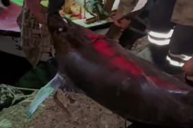 hatayli-balikcinin-buyuk-avi-tam-15-metre-uzunlugunda-115-kilogram-agirlikta-dfhe.jpg