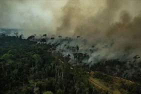 amazon-wildfire-smoke-may-boost-rainforest-growth-study-finds-101628-20260115.webp.webp