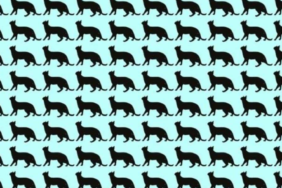 deneyenlerin-yuzde-98i-bulamiyor-resimdeki-farkli-siyah-kediyi-6-saniyede-ayirt-etmek-icin-130-iq-ge.png