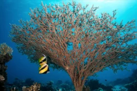 48-binden-fazla-canli-turu-nesli-tukenme-tehlikesiyle-karsi-karsiya-131624-20260303.webp.webp