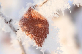 ureticinin-korkulu-ruyasi-meteorolojiden-o-illere-zirai-don-uyarisi-zhny.jpg