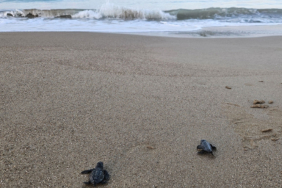 32-yillik-caretta-mucadelesi-15-milyon-yavru-denize-ulasti-d4rh.jpg