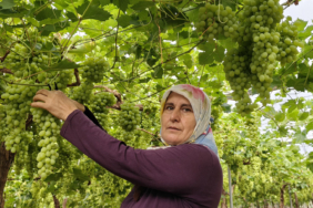 mersinde-hasat-basladi-kilosu-600-tlden-satiliyor-lkdm.jpg