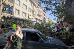 Seyir halindeki araçların üzerine ağaç devrildi: 1 kişi yaralandı